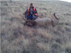 Rodd's Bull